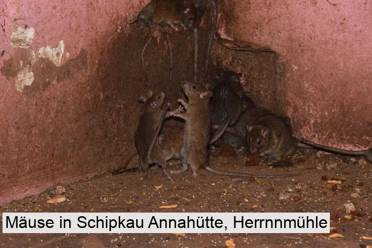 Mäuse in Schipkau Annahütte, Herrnnmühle